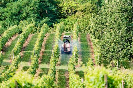 Des niveaux supérieurs de glyphosate ont été retrouvés chez les agriculteurs travaillant dans un environnement viticole