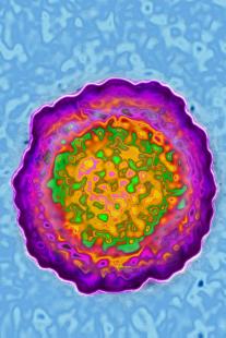 Flavivirus (groupe togavirus), virus provoquant la fièvre jaune, la dengue mais aussi l'encéphalite japonaise.