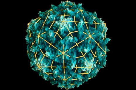virus polio
