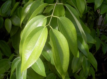 Cannelle de Ceylan (Cinnamomum zeylanicum)