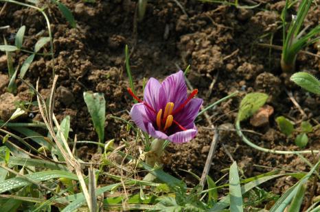 Safran, Crocus sativus L.